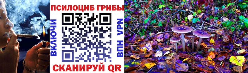 Галлюциногенные грибы Psilocybe  Чкаловск 
